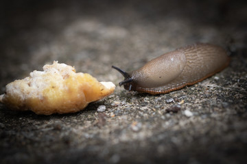 funny hungry gourmand snail slug eating cep mushroom macro close up