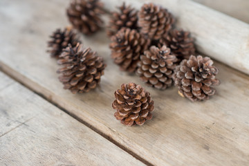 pine cone on wooden background and copy space for your design	