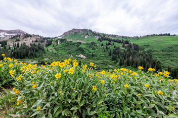 Albion Basin, Utah summer 2019 meadows trail wide angle view of yellow Arnica flowers in wildflowers season in Wasatch mountains