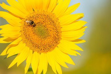 Obraz premium Sunflower with a bee which helps fir seeds and oil crop.
