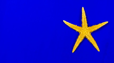 bright yellow starfish  close up on a blue background isolated , sea star on a table , seafood