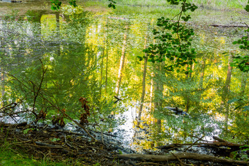 Forest reflection on pond during summer season