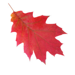 Red autumn leaf isolated on a white background. Northern Red Oak