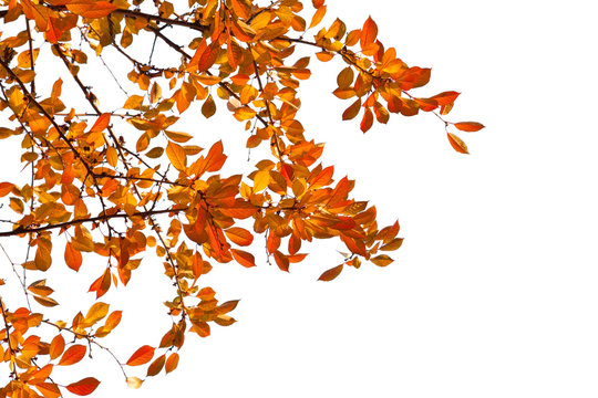 Branches with  colorful autumn leaves  isolated on white background.  Cherry plum