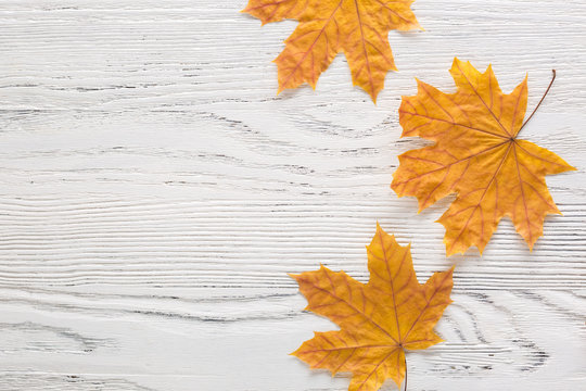 Autumn leaves of Maple on white wooden board with empty space for text or image.  Flat lay.