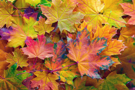  Autumn background with colorful  leaves. Fallen Maple leaves.
