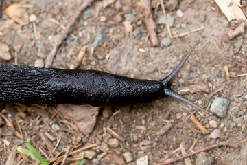 Land slug in close up from above