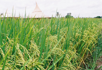 field of wheat