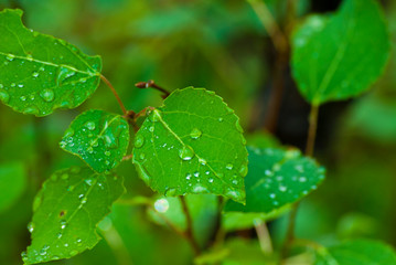 drops on leaf
