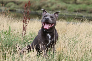 american staffordshire terrier