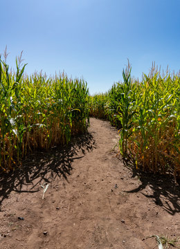 Winding Dirt Path Inside Corn Maze on a Sunny Fall Day