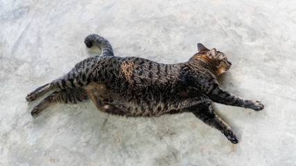 Fototapeta na wymiar Gray striped cat lying in the room.