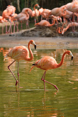 Fototapeta na wymiar American flamingo (Phoenicopterus ruber) bird
