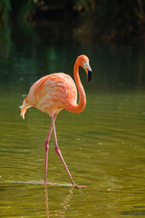 American flamingo (Phoenicopterus ruber) bird