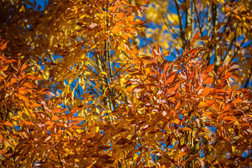 Red Firery Autumn Leaf Dancing In The Pacific Northwest Forest, Washington, United States.
