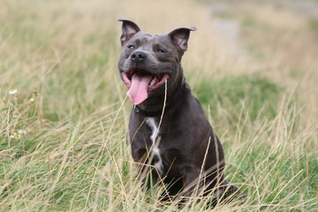 staffordshire bull terrier