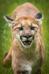 Obraz premium Juvenile Mountain Lion Portrait