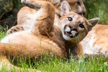 Fototapeta premium Juvenile Mountain Lion Playing