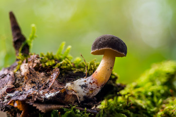 Fresh tasty mushrooms from the green forest