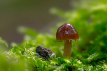 Fresh tasty mushrooms from the green forest