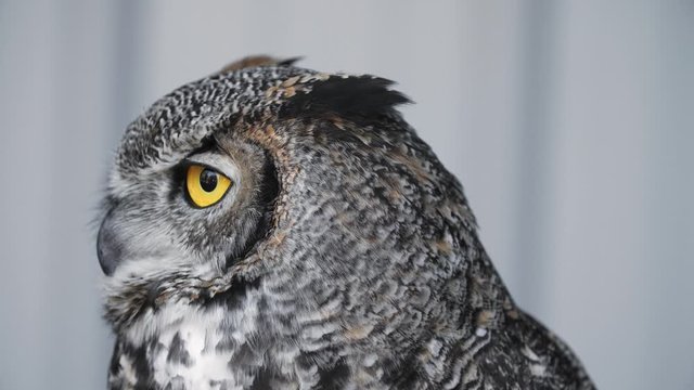 Close-up of a Great Horned Owl looking around.