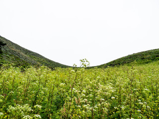 Green field of white wildflowers on clear sky day