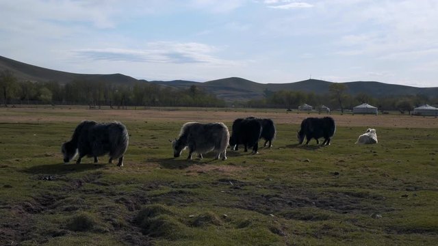 Yaks grazing on grassy field by mountains against sky - Ulaanbaatar, Mongolia