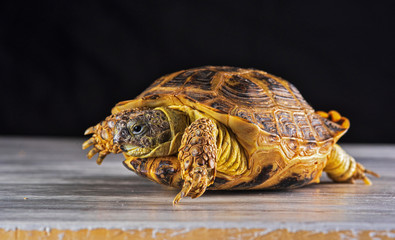 Homemade hand tortoise on wooden background. Photographed close-up.
