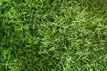 Spring young green grass