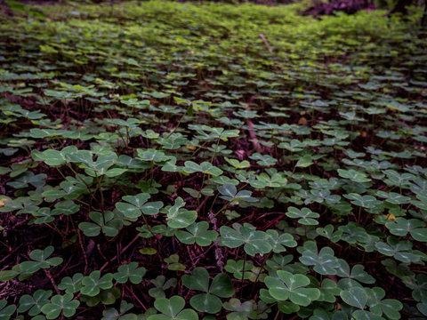 Cascading field of clovers