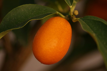 Kumquat fruit waiting to be picked