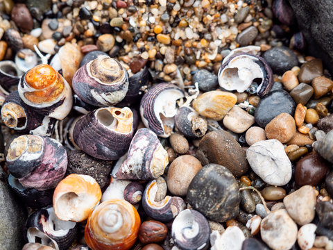Cluster of seashells and stones