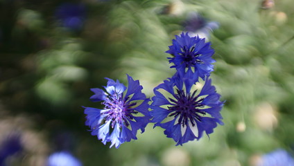 Wild blue flower cornflower on natural background. Centaurea