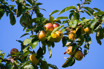 Äpfel am Ast vor blauen Himmel