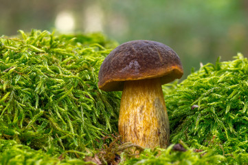 Fresh tasty mushrooms from the green forest
