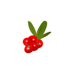 Fresh ripe cranberry berries with leaf isolated. Fruit bunch on white background. Vector illustration.