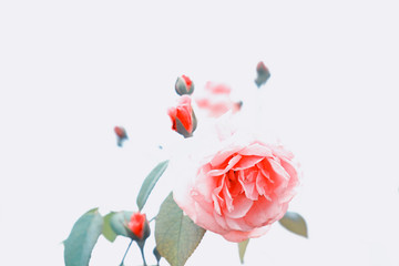Obraz premium Roses background for valentine's day