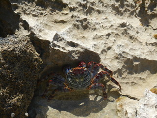 crab on the beach