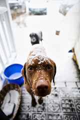 A dog, covered in snow, looks into camera with a long, sad face.