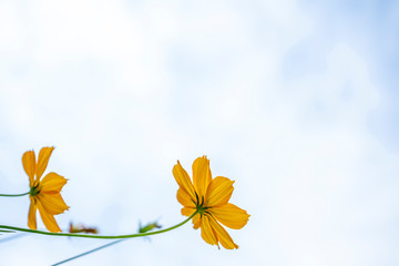 Yellow flowers with meadow and white sky background