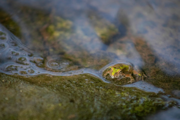small frog in water