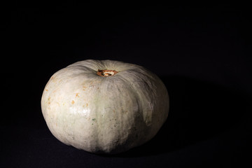 Pumpkin spotted round ripe on a black background