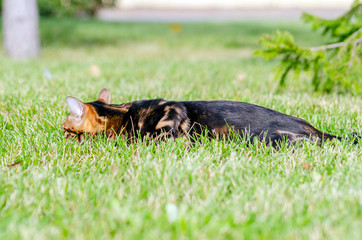 Obraz premium Bengal kitten in a green meadow