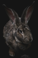 Close-up of a rabbit isolated on black background