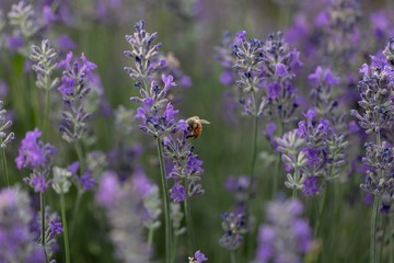 Honey bee working, pollinating, in Lavender flower fields.