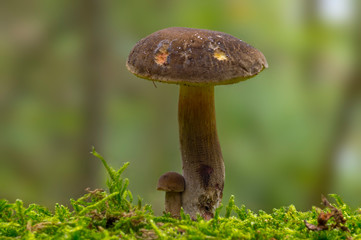 Fresh tasty mushrooms from the green forest