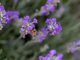 Fototapeta premium Honey bee working, pollinating, in Lavender flower fields.