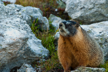 marmot in mountains