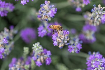 Fototapeta premium Honey bee working, pollinating, in Lavender flower fields.
