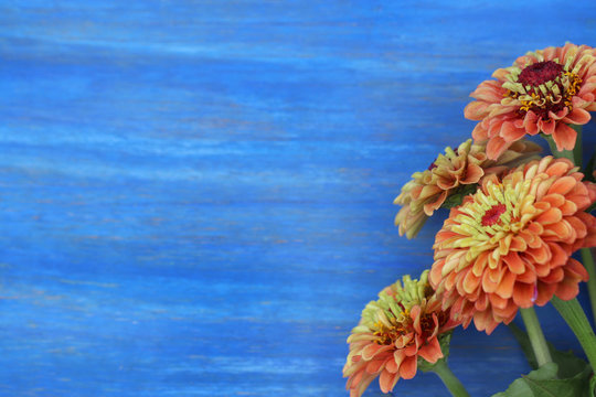 Horizontal flat lay (background) of orange zinnia flowers on bright blue, painted wood, with copy space